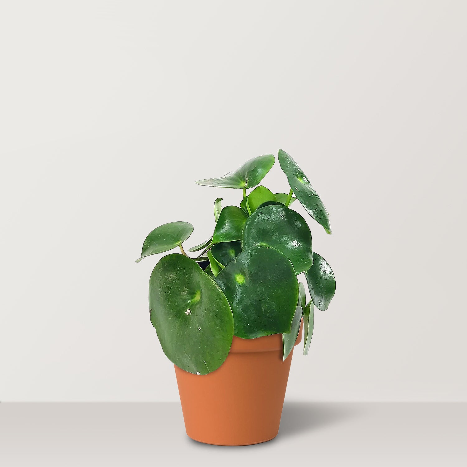 نبات النقود الصيني (Pilea Peperomioides)