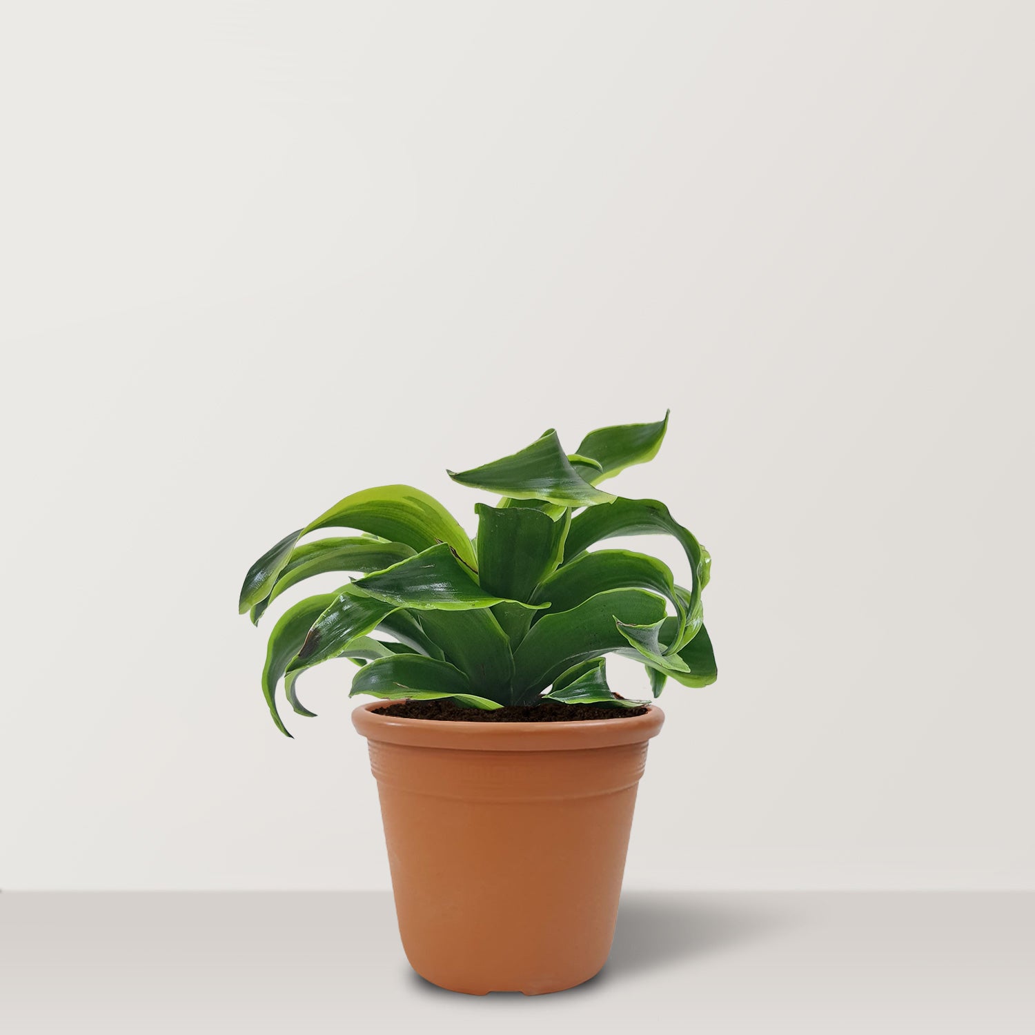 Dracaena-Dorado---Green