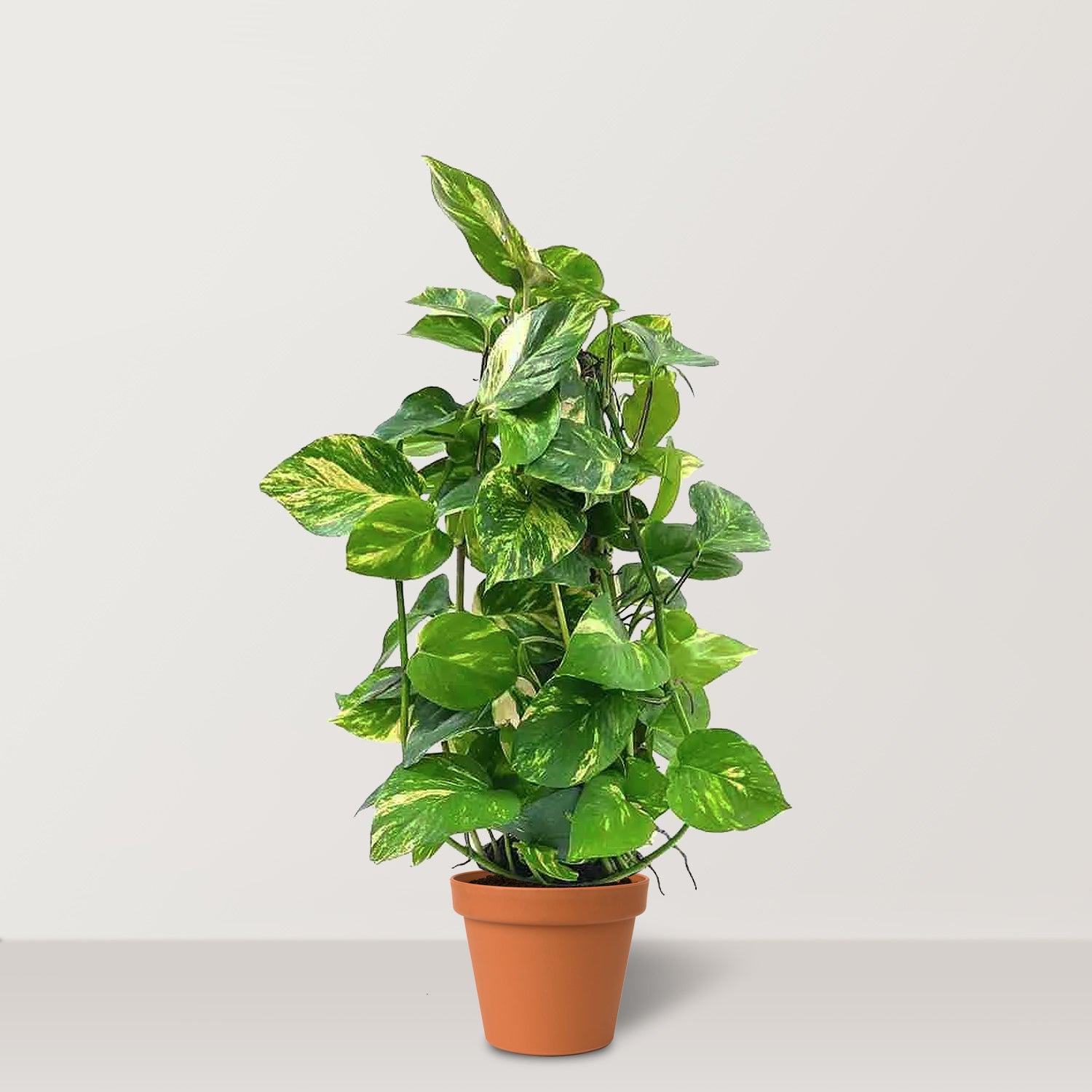 البوثوس الذهبي العمودي (Epipremnum aureum)