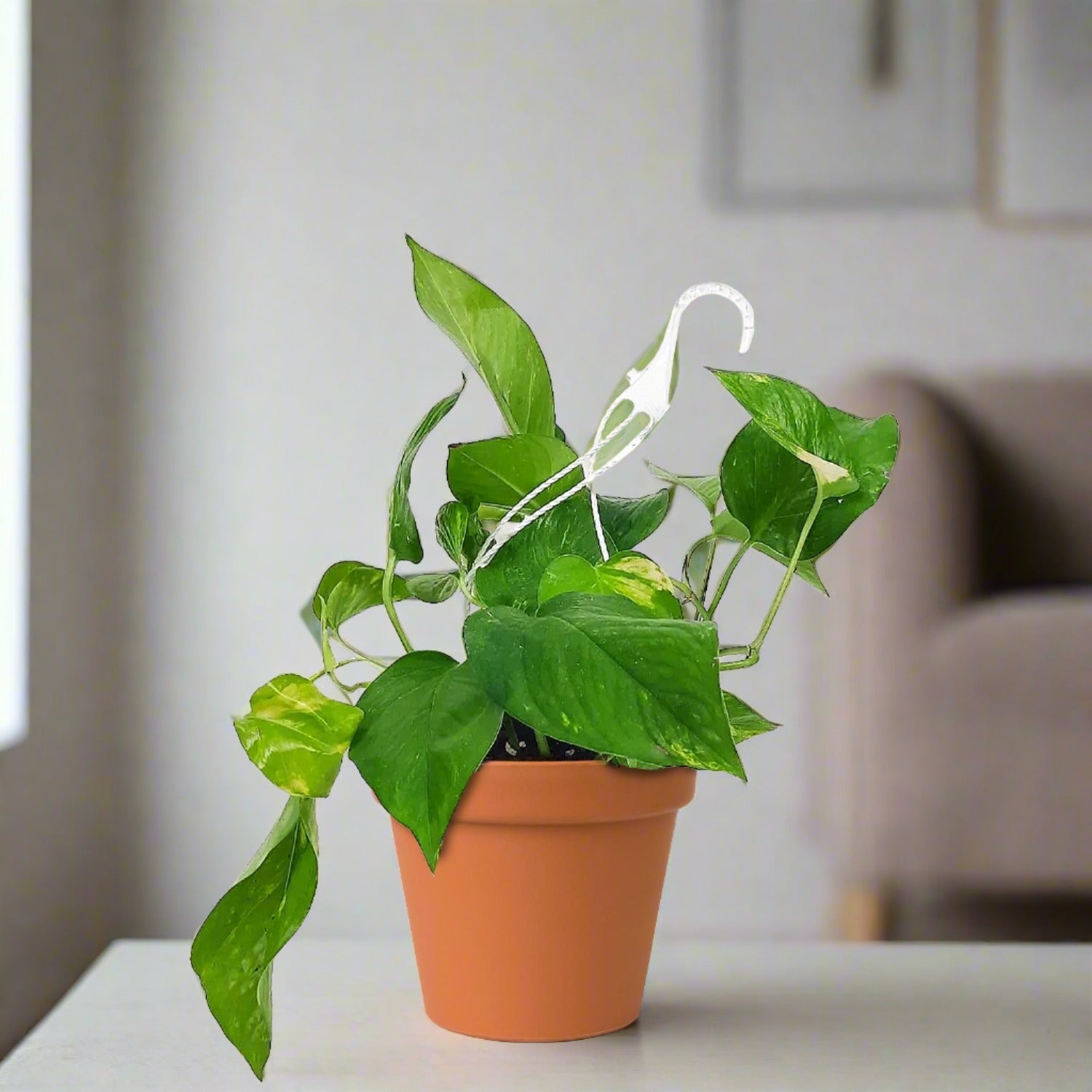 البوثوس (Epipremnum aureum)