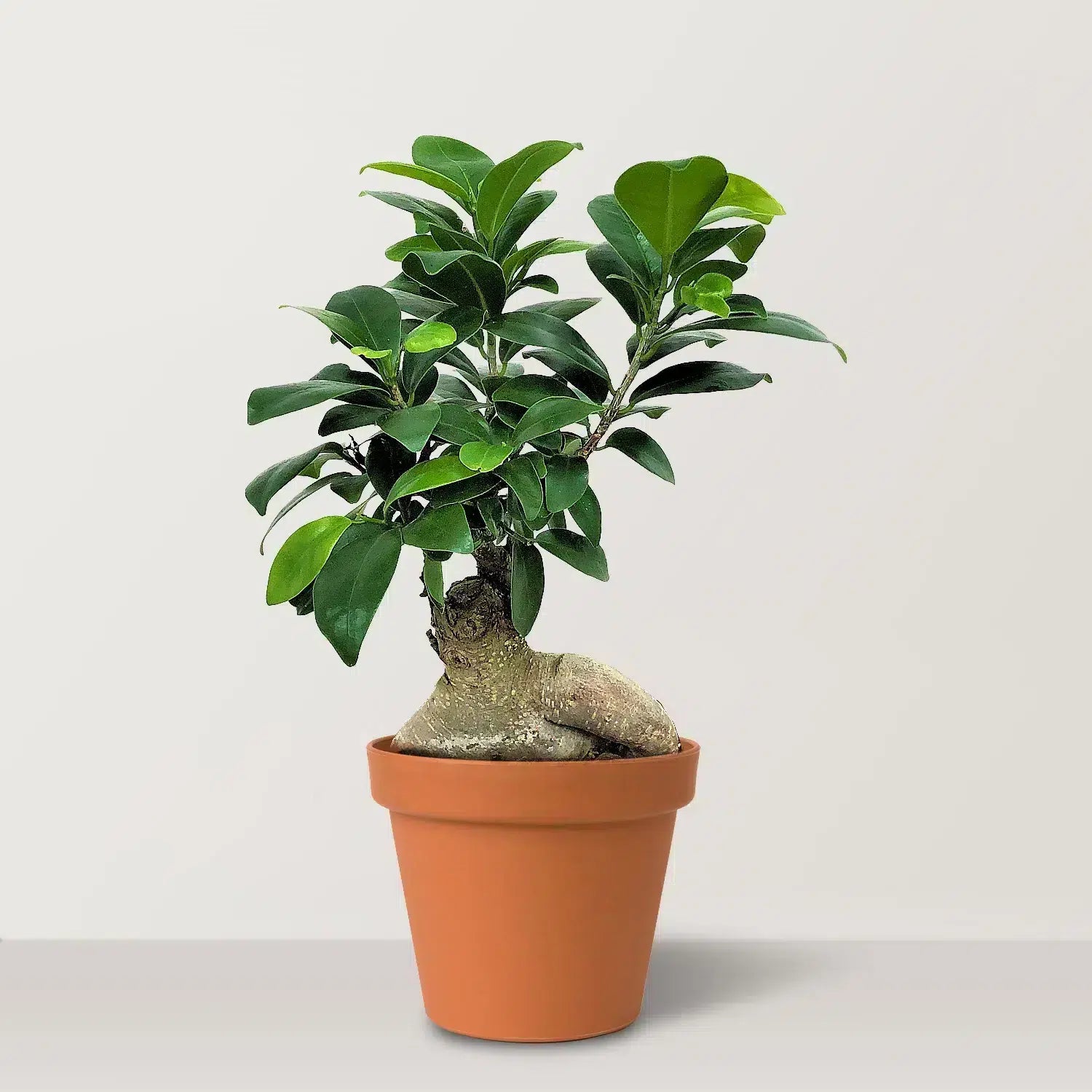 الغار الهندي (Ficus microcarpa Ginseng)