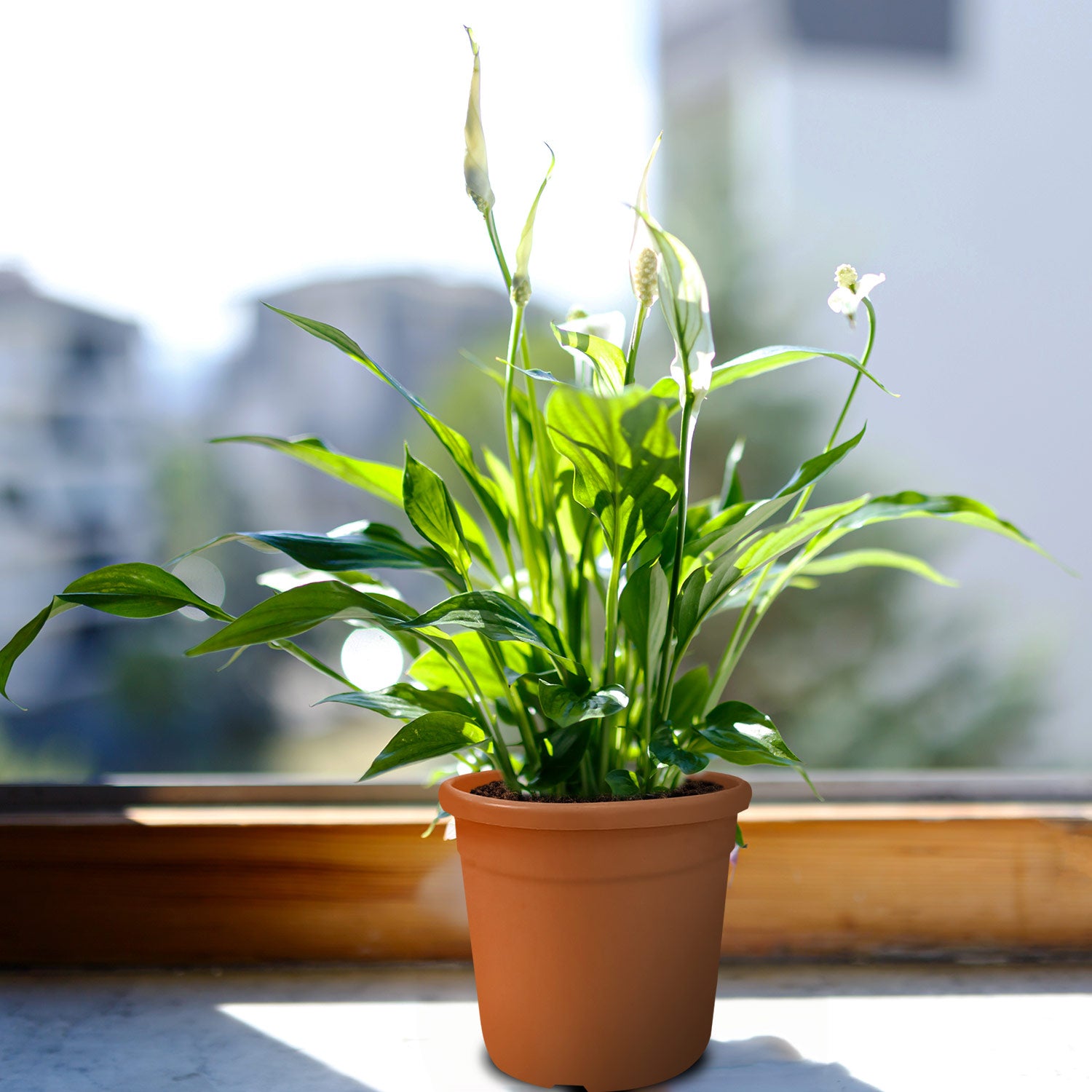 زنبق السلام (Spathiphyllum wallisii)