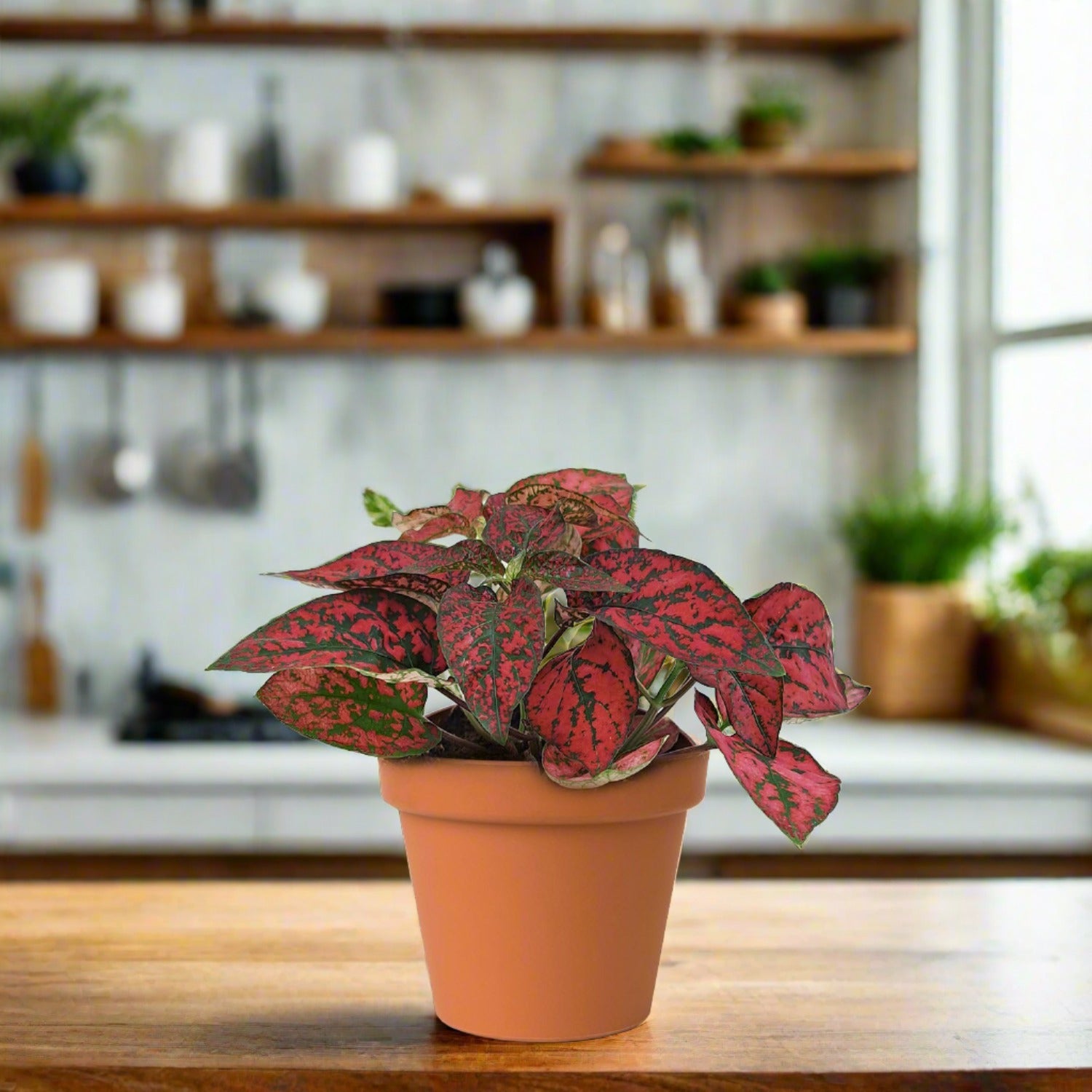 Polka Dot Plant Hypoestes phyllostachya RED
