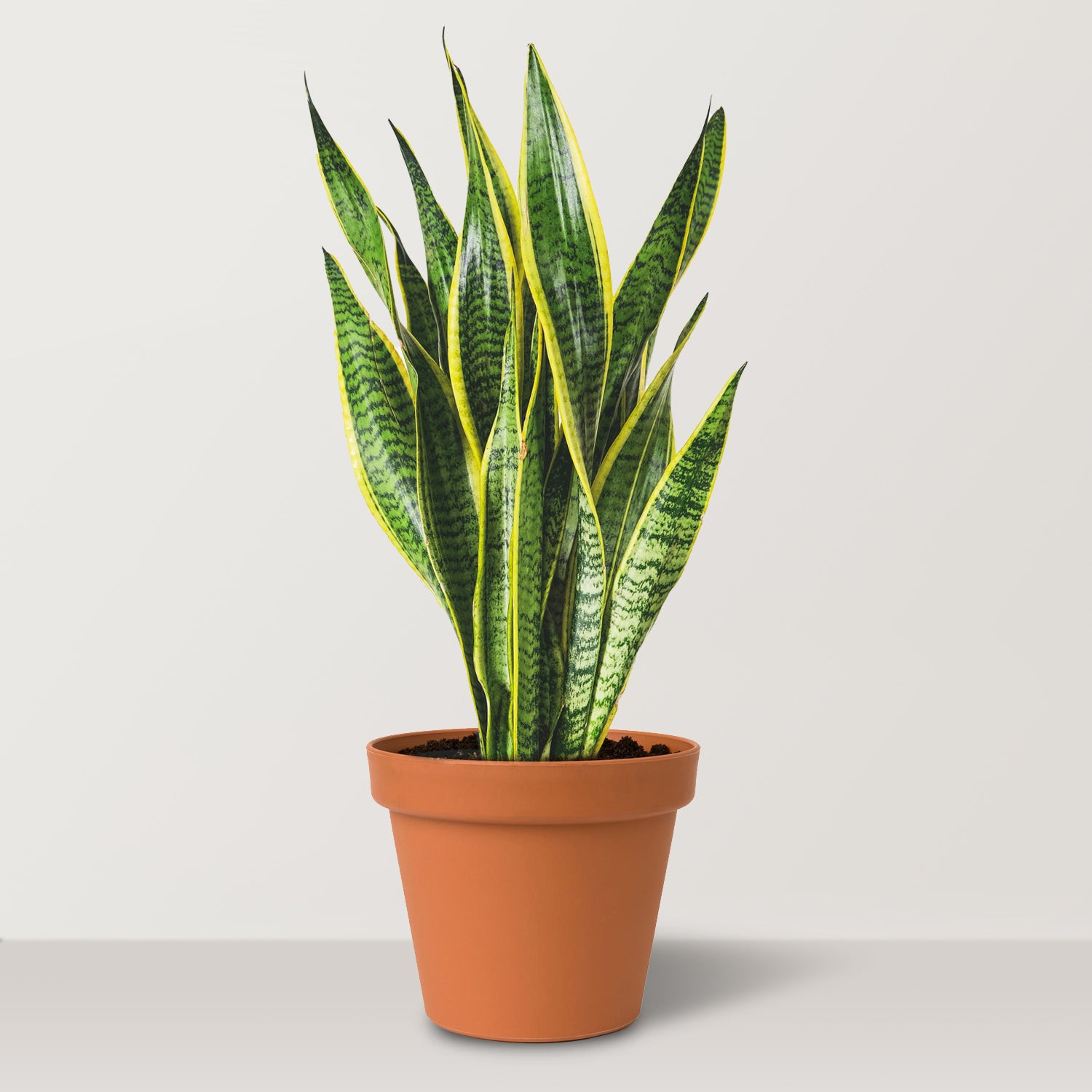 نبات الثعبان (Sansevieria trifasciata Laurentii)