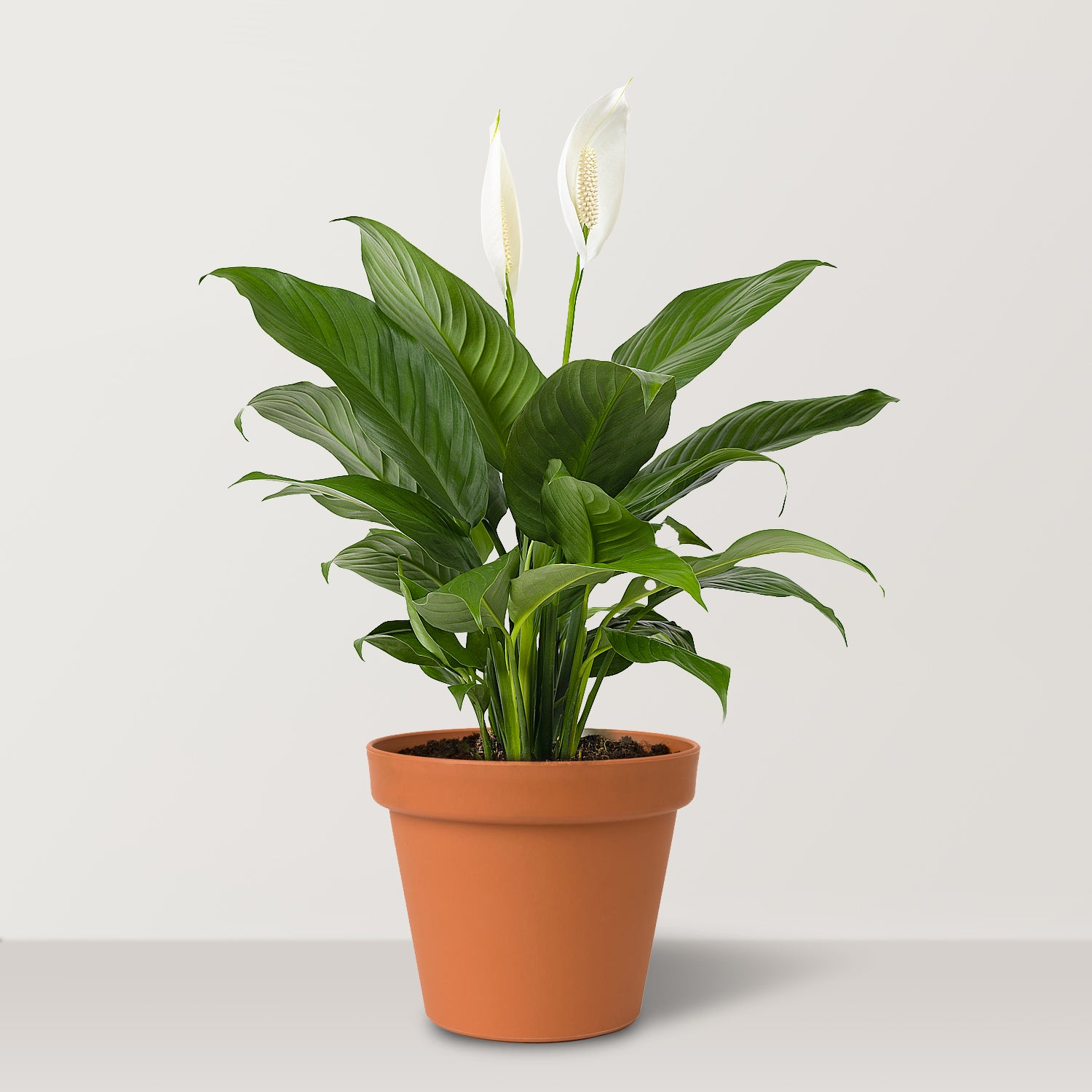 زنبق السلام (Spathiphyllum wallisii)