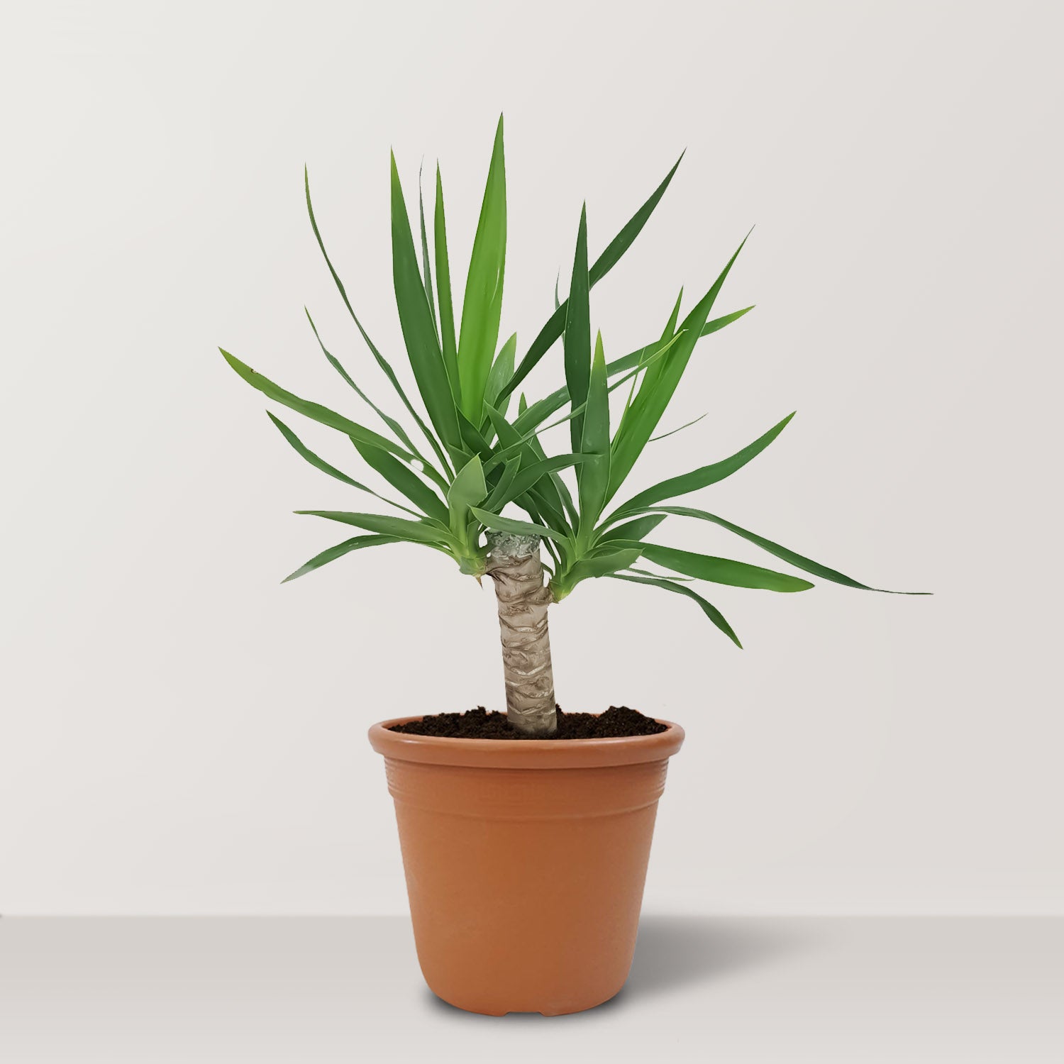 نبات اليوكا عديم الأشواك (Yucca elephantipes)
