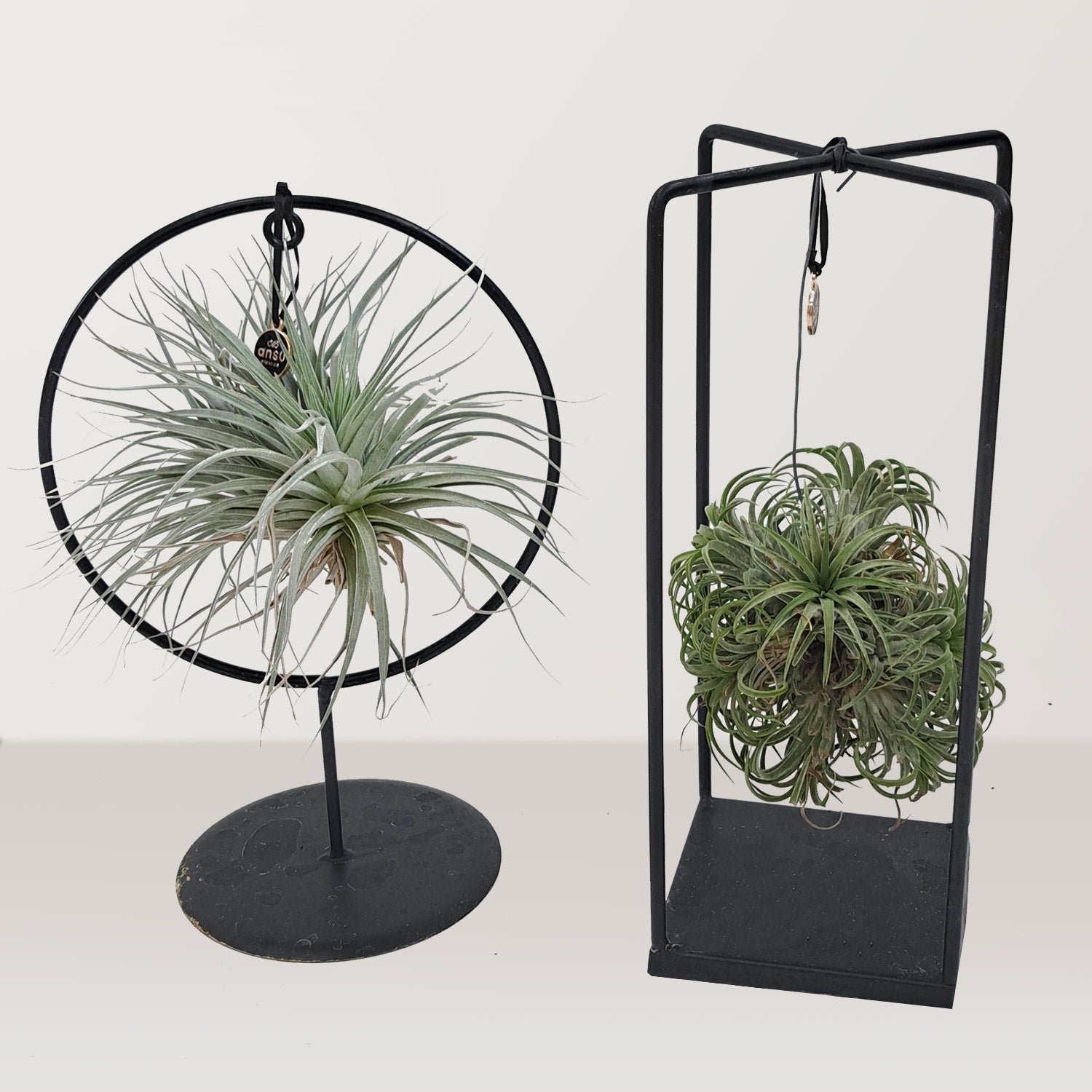 Tillandsia-Air-Plant