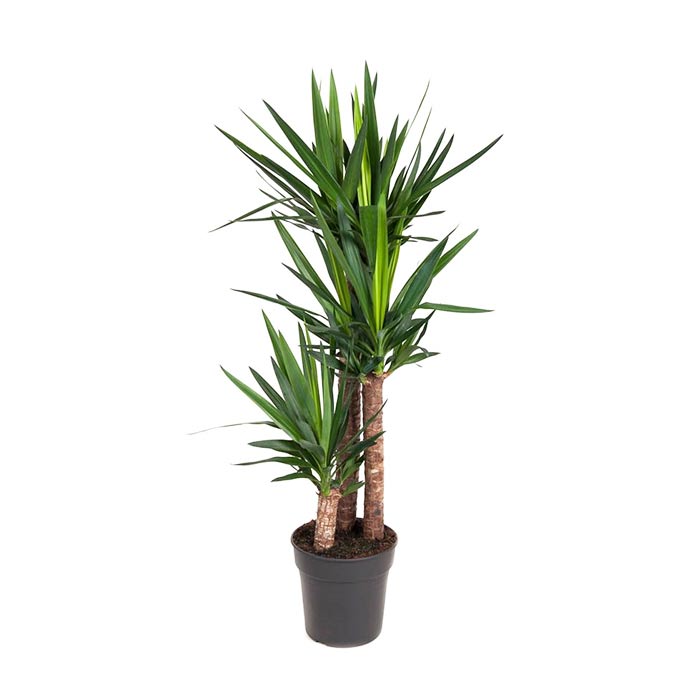 نبات اليوكا عديم الأشواك (Yucca elephantipes)