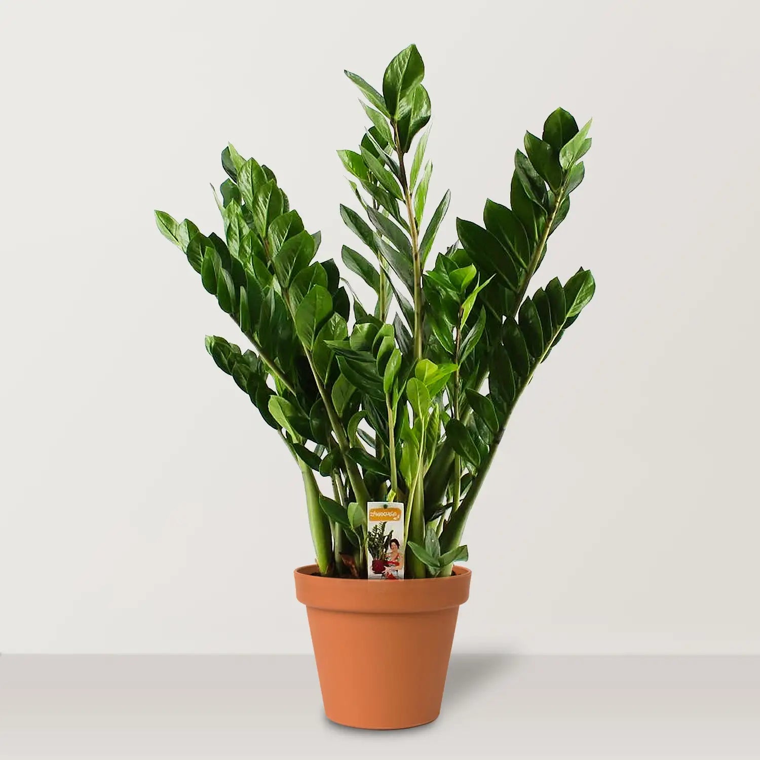نبات ZZ (Zamioculcas zamiifolia)