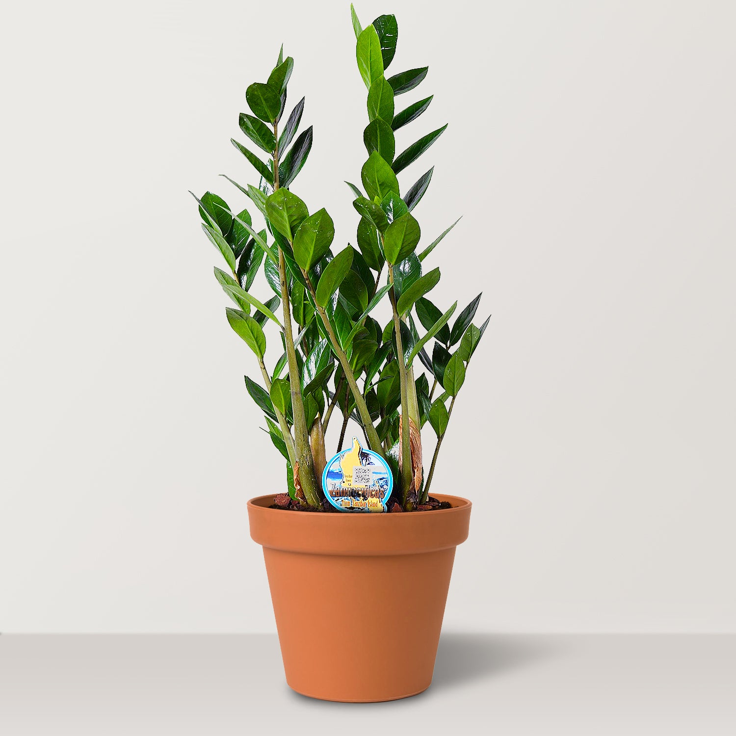 نبات ZZ (Zamioculcas zamiifolia)