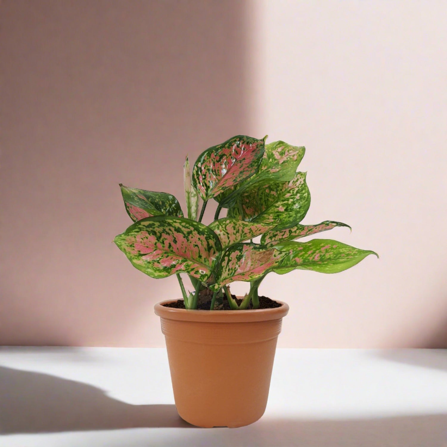 Aglaonema Pink Star - Bostan Al Jazeera