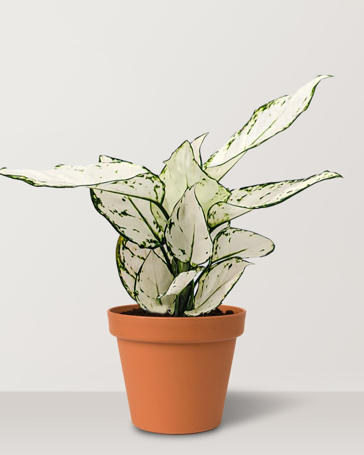Aglaonema Super White (Aglaonema spp.) - Bostan Al Jazeera