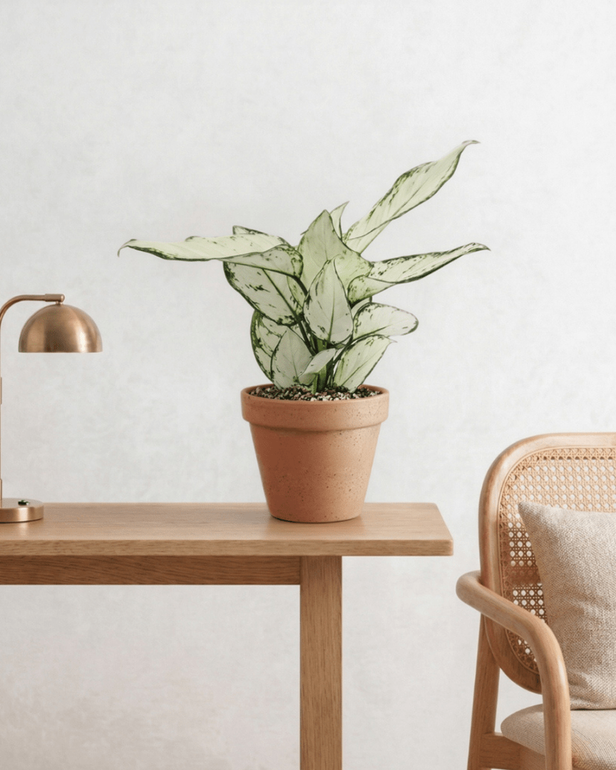 Aglaonema Super White (Aglaonema spp.) - Bostan