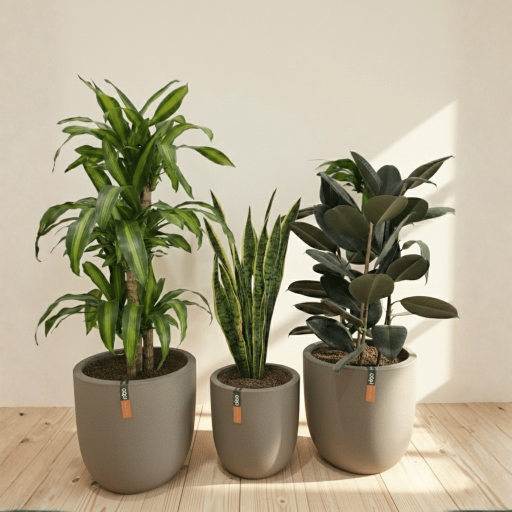 Air Purifying Set - Bostan Al Jazeera