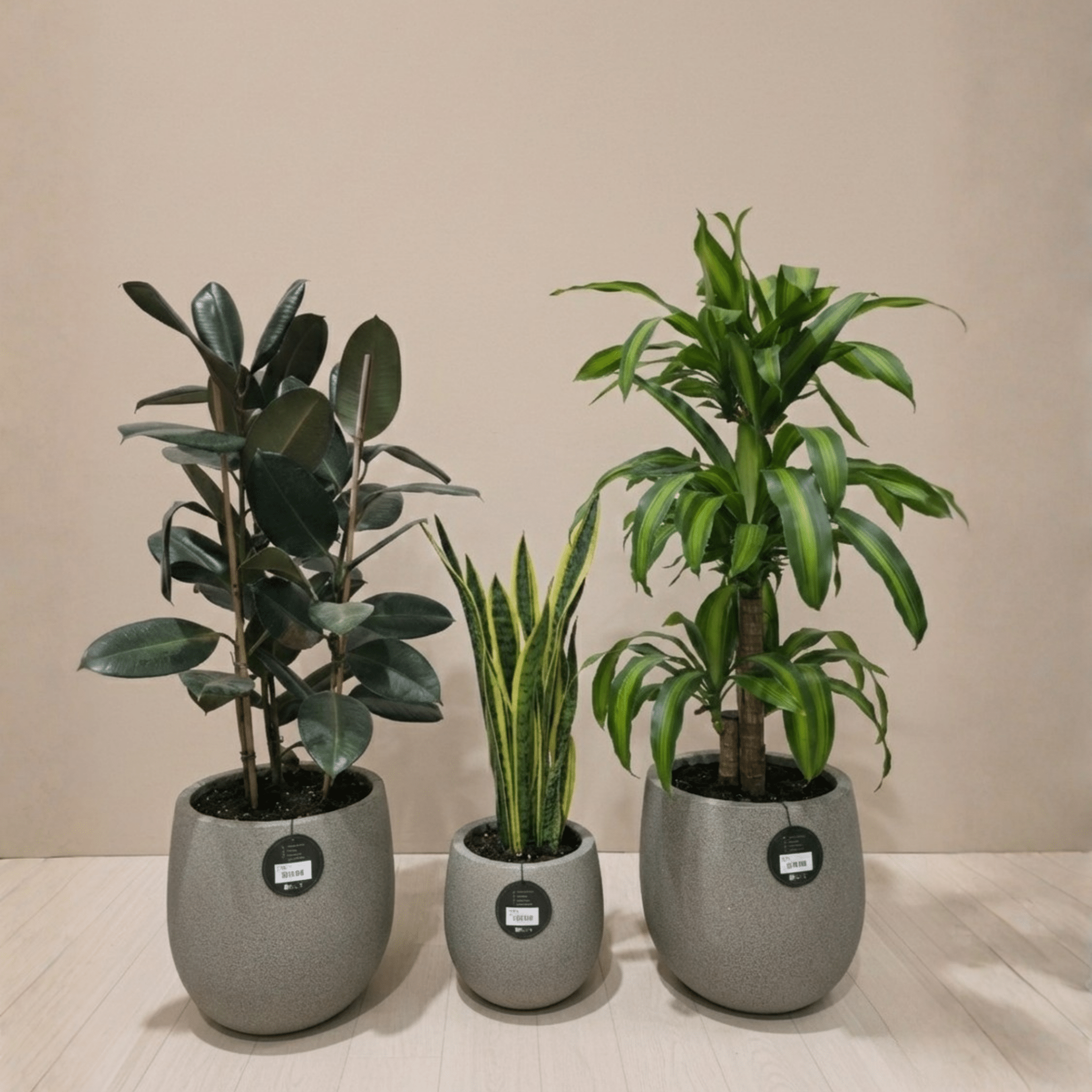 Air Purifying Set - Bostan Al Jazeera