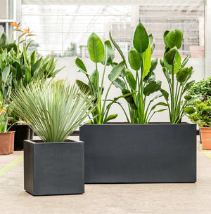 Argento Box - Bostan Al Jazeera