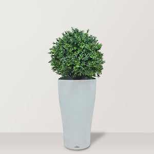 Artificial Box Wood Ball in VASO Pot - Bostan Al Jazeera