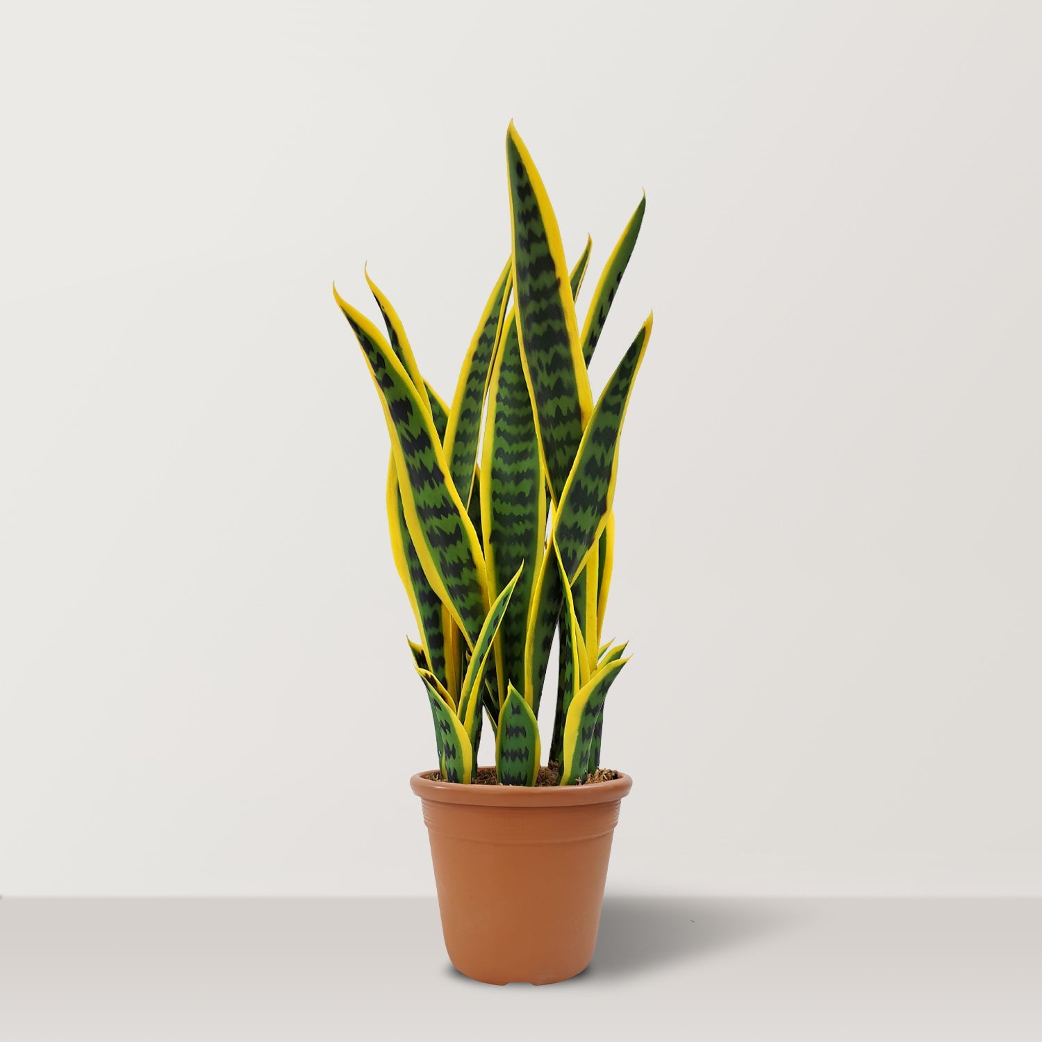 Artificial Sansevieria Trifasciata with pot - Bostan Al Jazeera