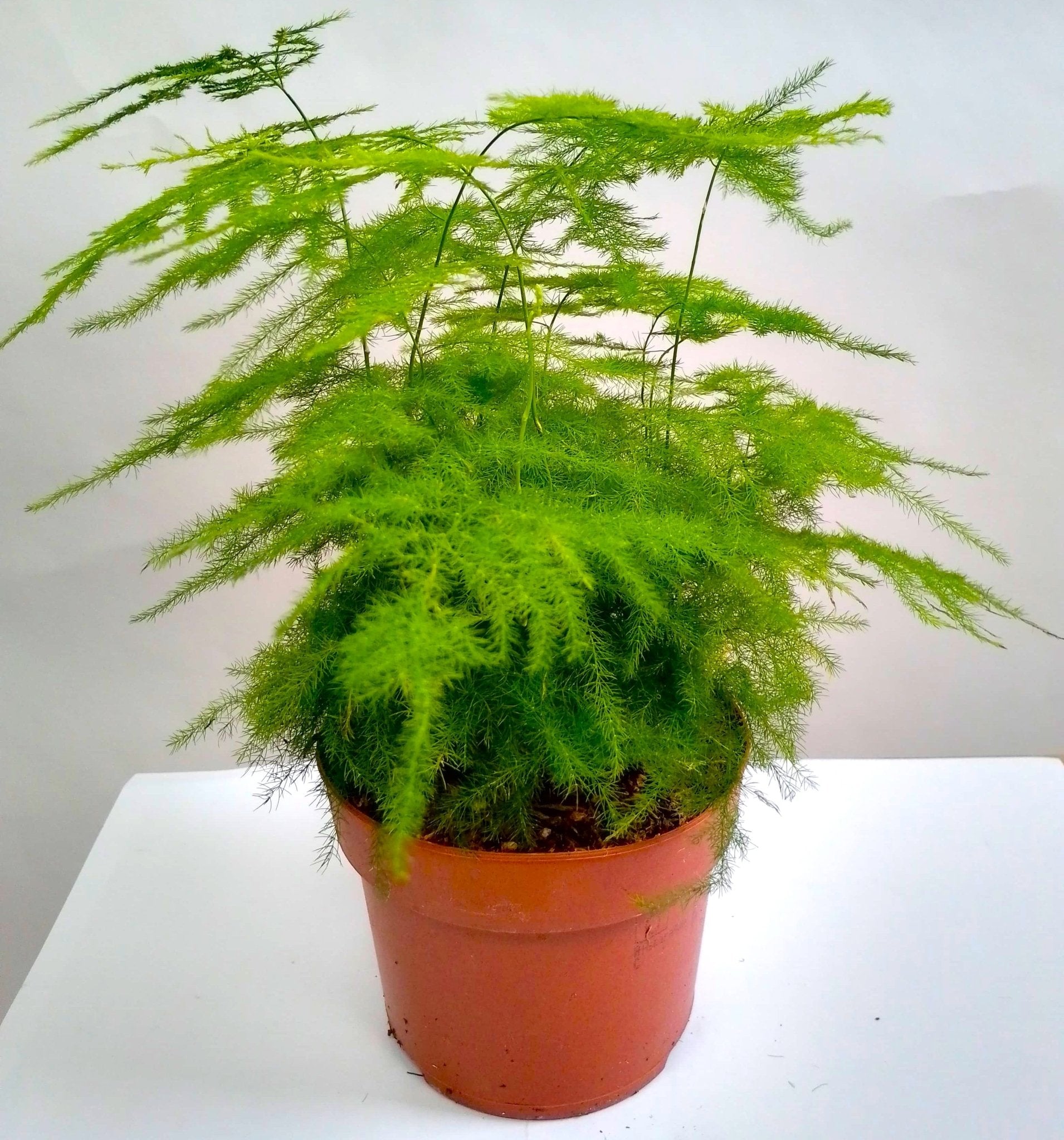 Asperagus Fern (Asperagus setaseus plumosus) - Bostan Al Jazeera