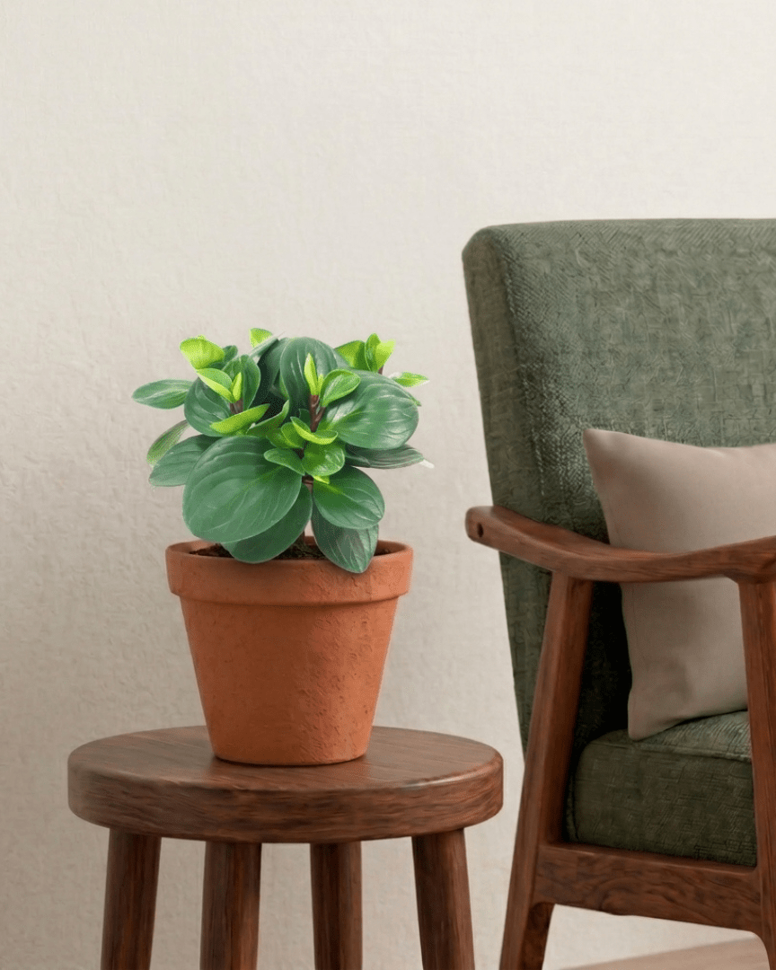 Baby Rubber Plant (Peperomia obtusifolia) - Bostan