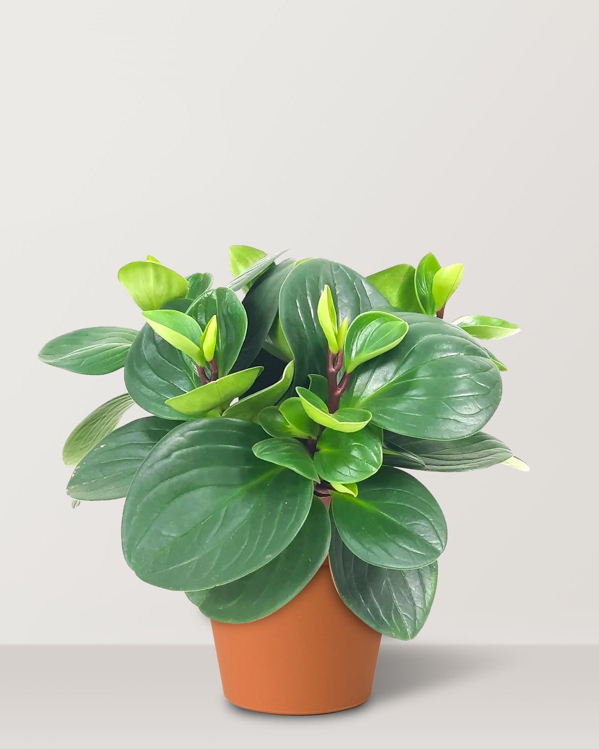 Baby Rubber Plant (Peperomia obtusifolia) - Bostan Al Jazeera
