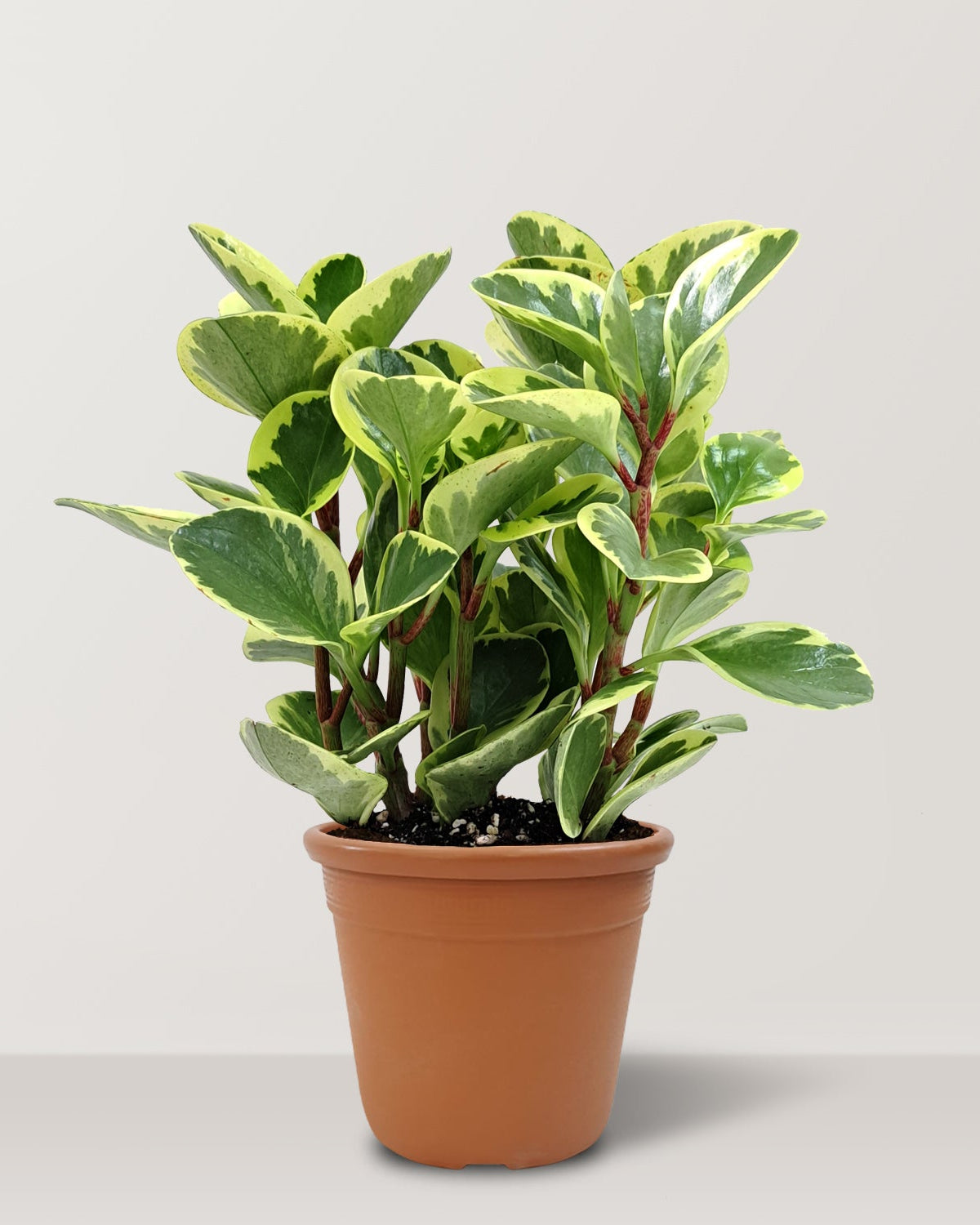 Baby Rubber Plant (Peperomia obtusifolia) - Bostan Al Jazeera