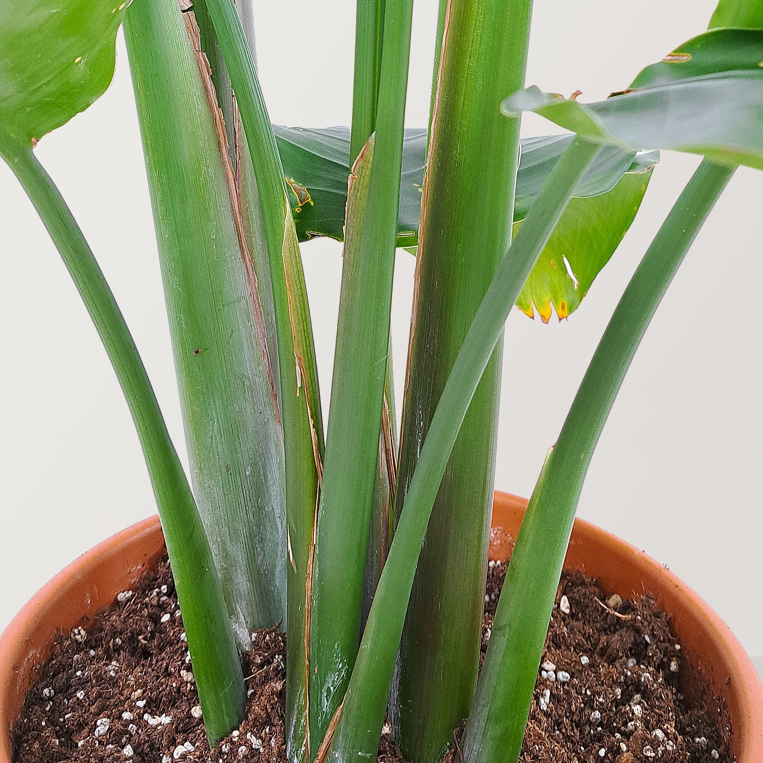 Bird of Paradise Plant (Strelitzia nicolai) - Bostan Al Jazeera
