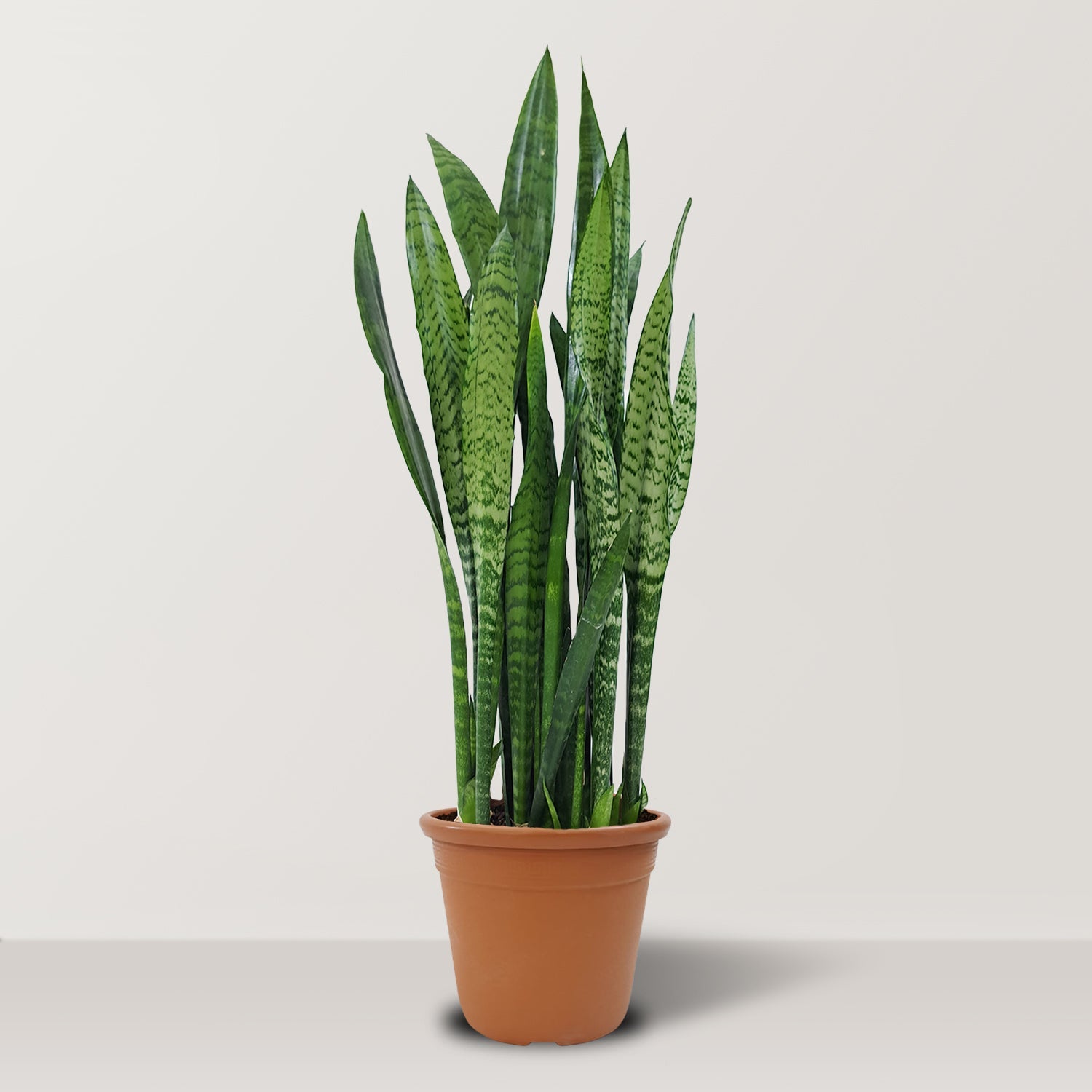 Black Coral (Sansevieria trifasciata) - Bostan Al Jazeera