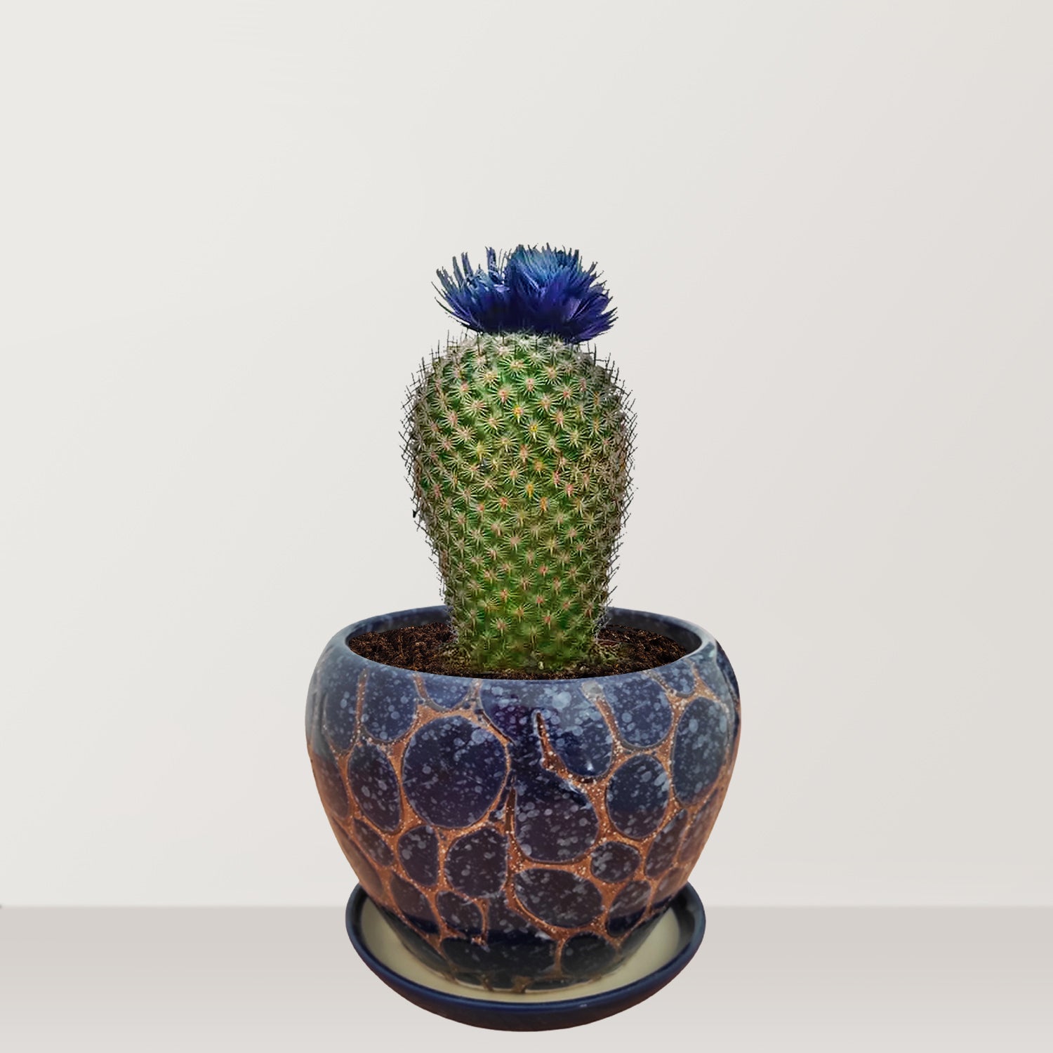 Blue Punk - Bostan Al Jazeera