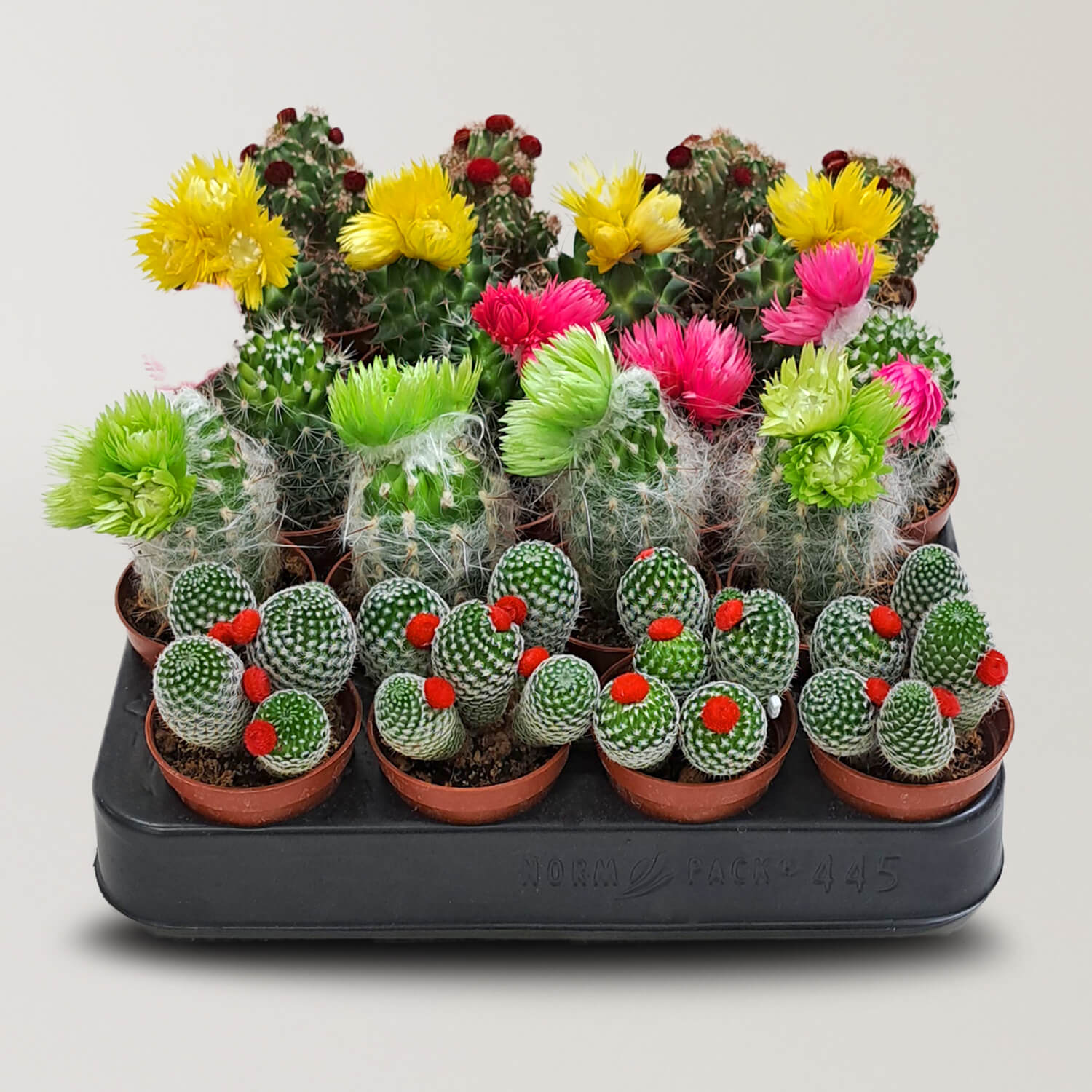 Cacti Cove - Bostan Al Jazeera