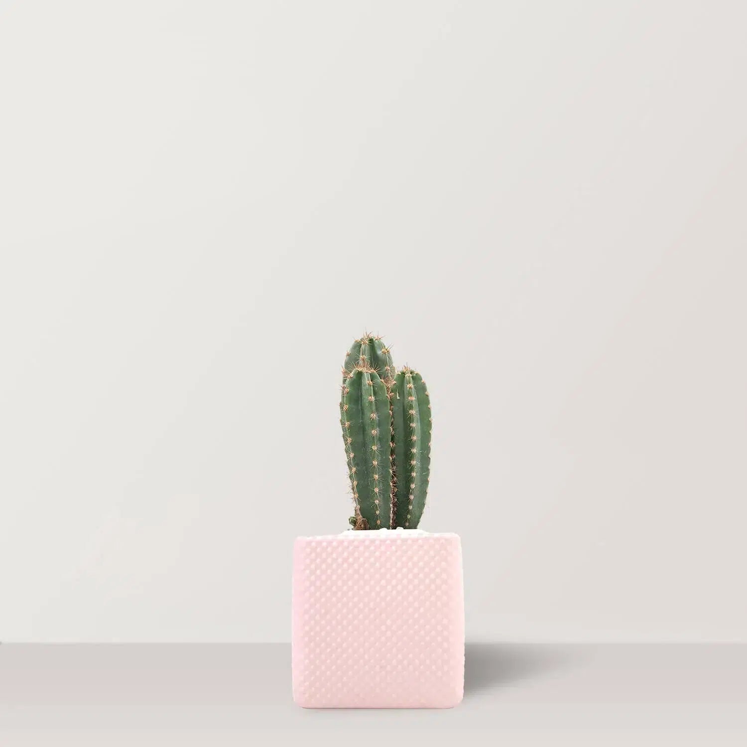 Cactus Haven - Bostan Al Jazeera