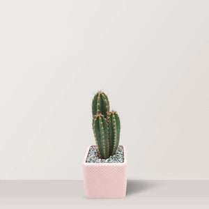 Cactus Haven - Bostan Al Jazeera