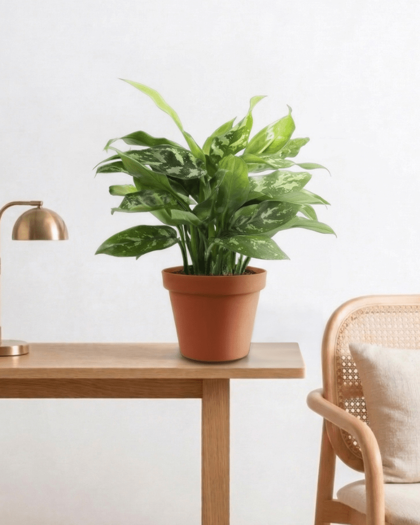 Chinese Evergreen (Aglaonema maria) - Bostan