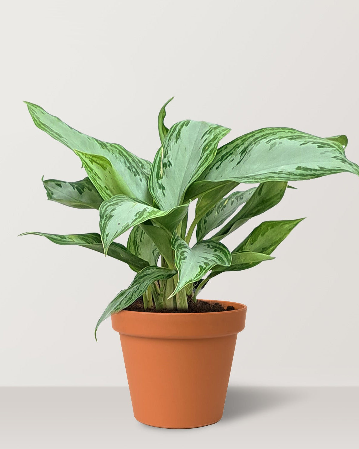 Chinese Evergreen (Aglaonema silver bay) - Bostan Al Jazeera