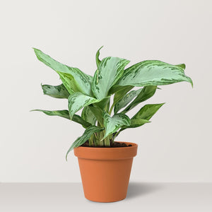 Chinese Evergreen (Aglaonema silver bay) - Bostan Al Jazeera