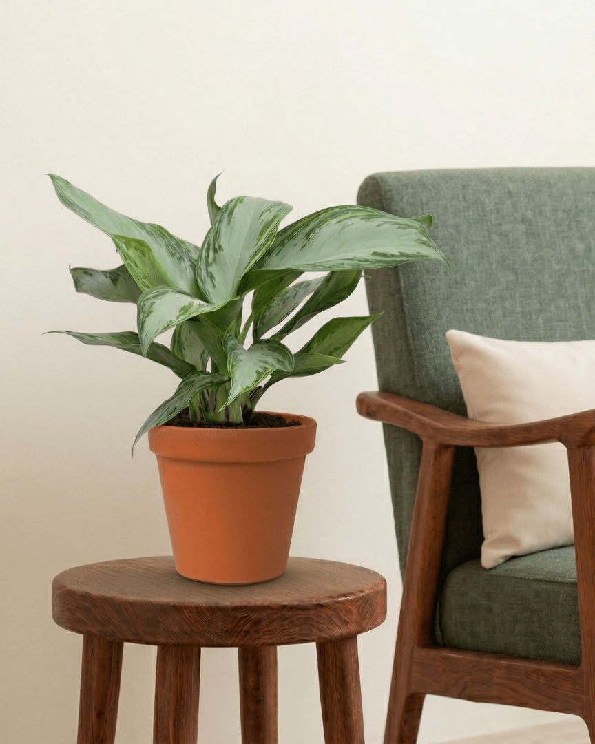 Chinese Evergreen (Aglaonema silver bay) - Bostan
