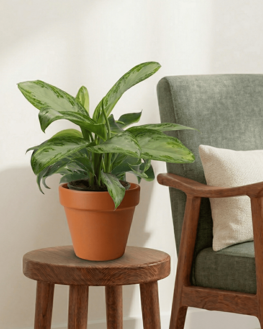 Chinese Evergreen (Aglaonema silver bay) - Bostan