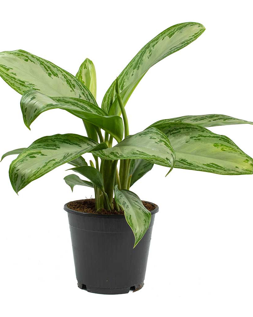 Chinese Evergreen (Aglaonema silver bay) - Bostan Al Jazeera