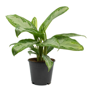 Chinese Evergreen (Aglaonema silver bay) - Bostan Al Jazeera