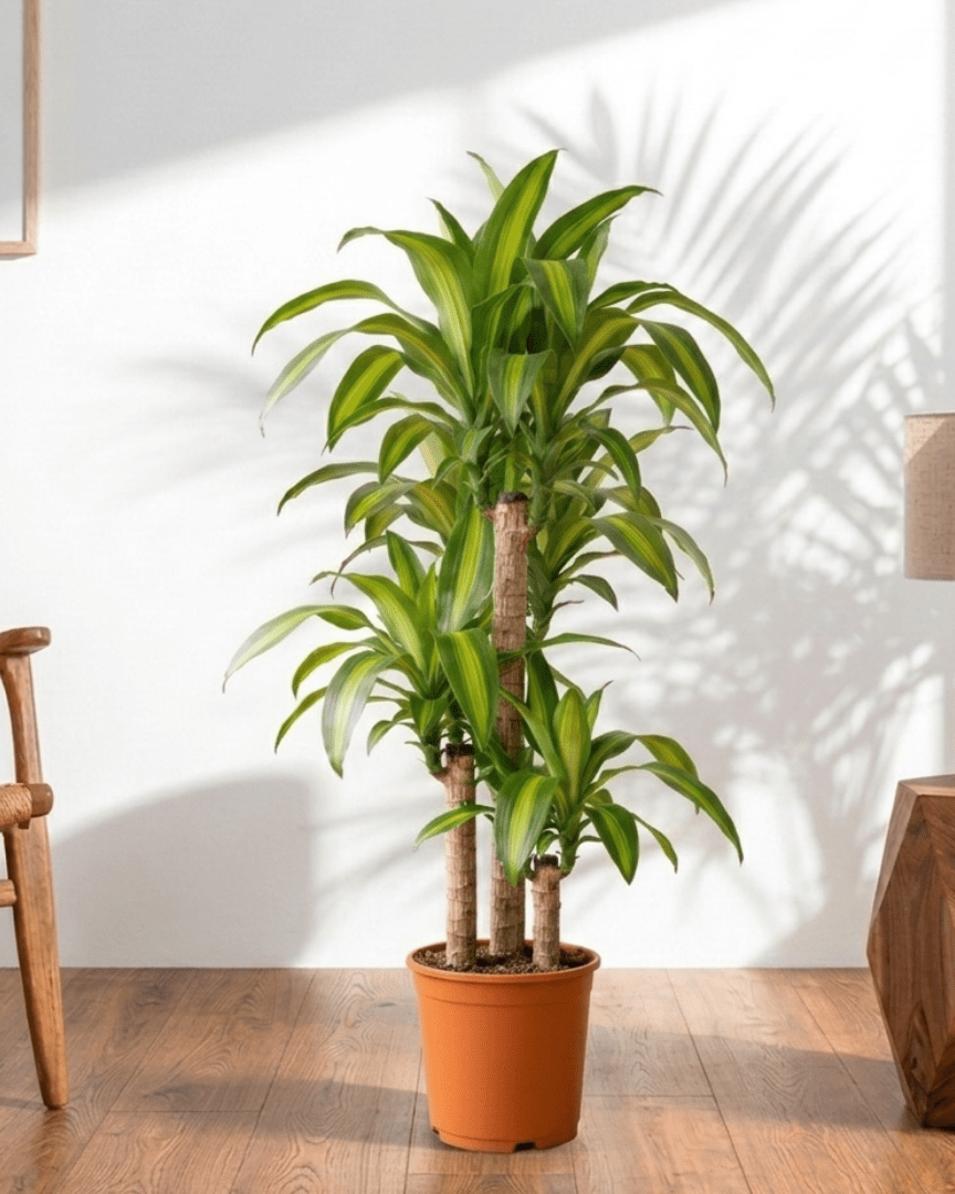 Corn Plant (Dracaena fragrans Massangeana) - Bostan