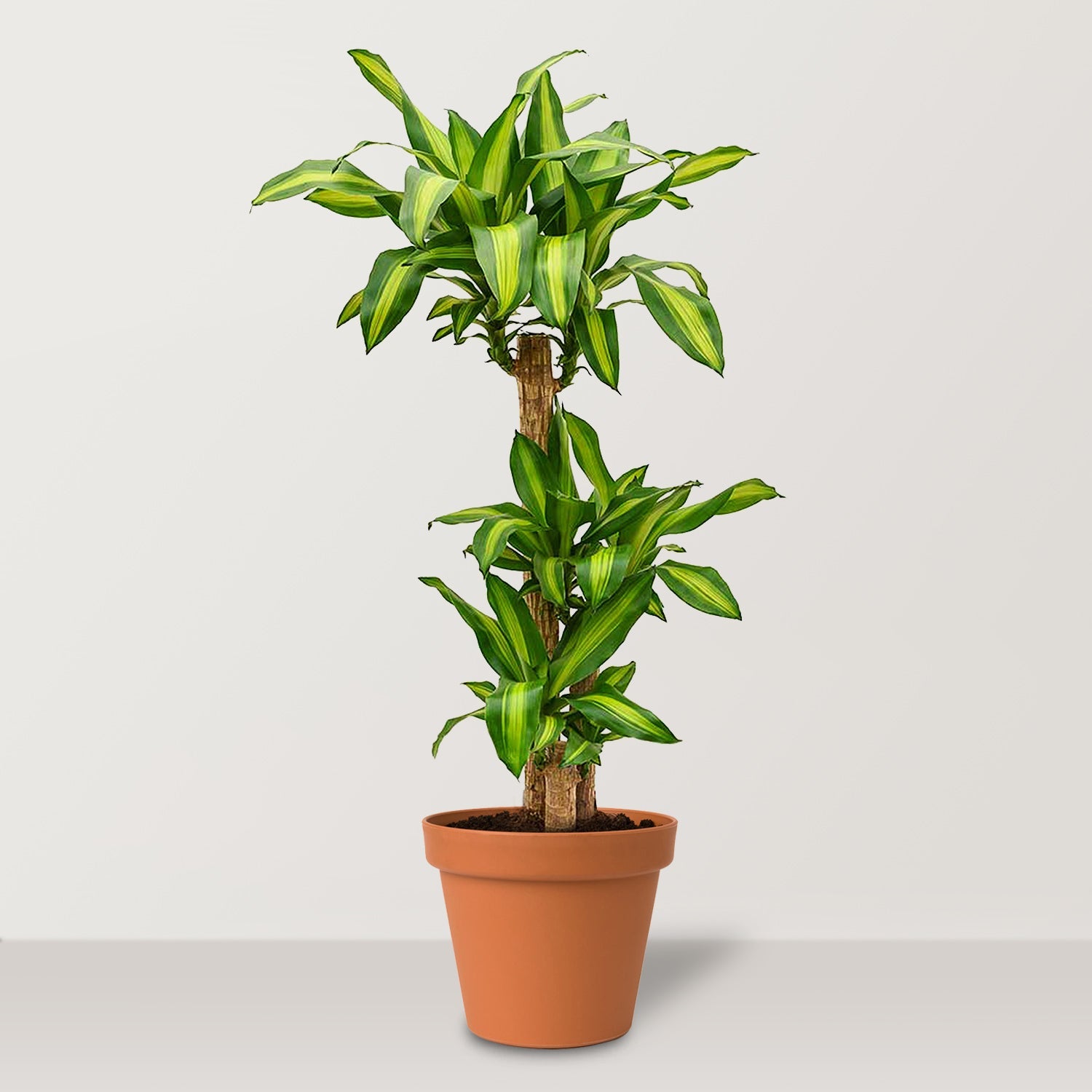 Corn Plant (Dracaena fragrans Massangeana) - Bostan Al Jazeera