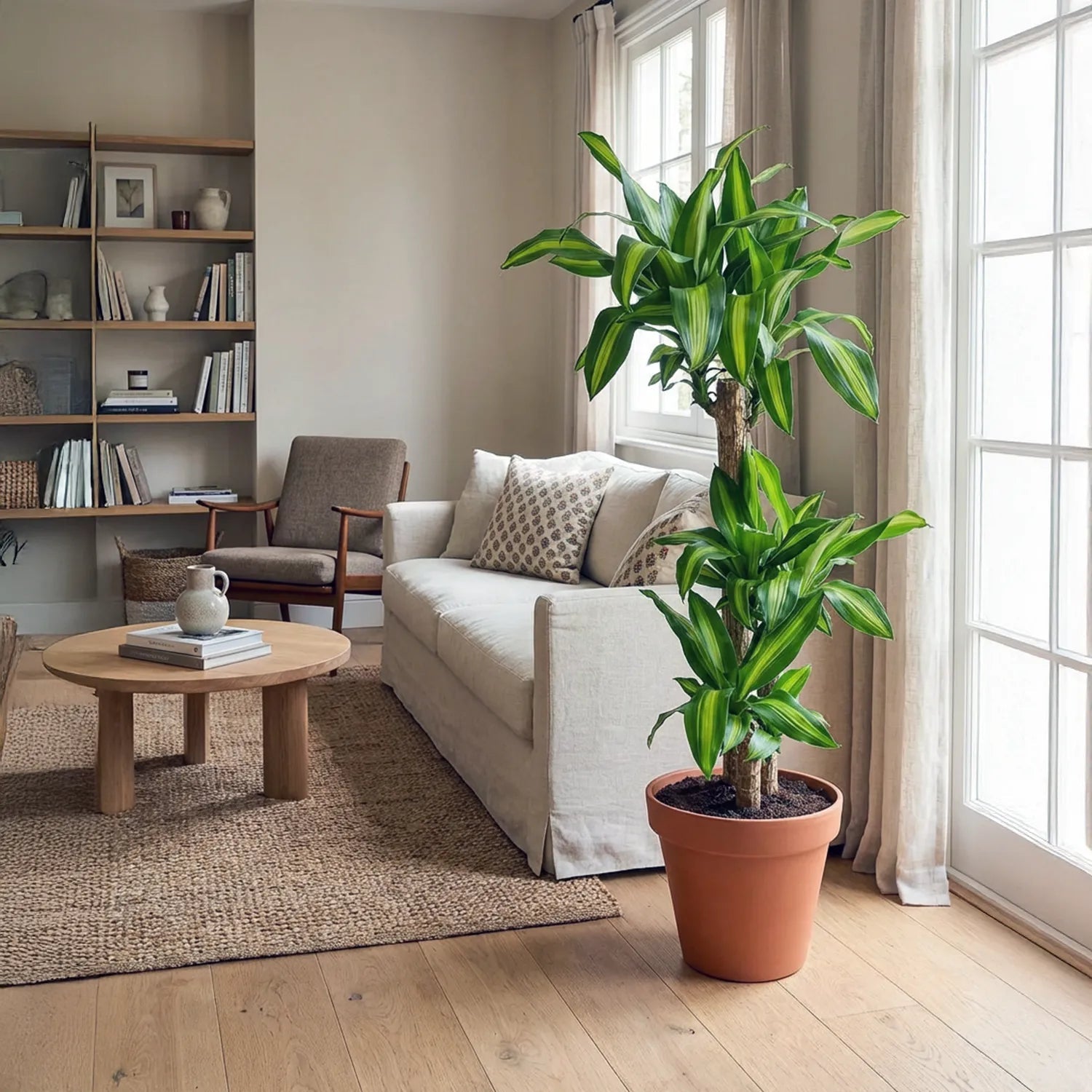 Corn Plant (Dracaena fragrans Massangeana) - Bostan Al Jazeera