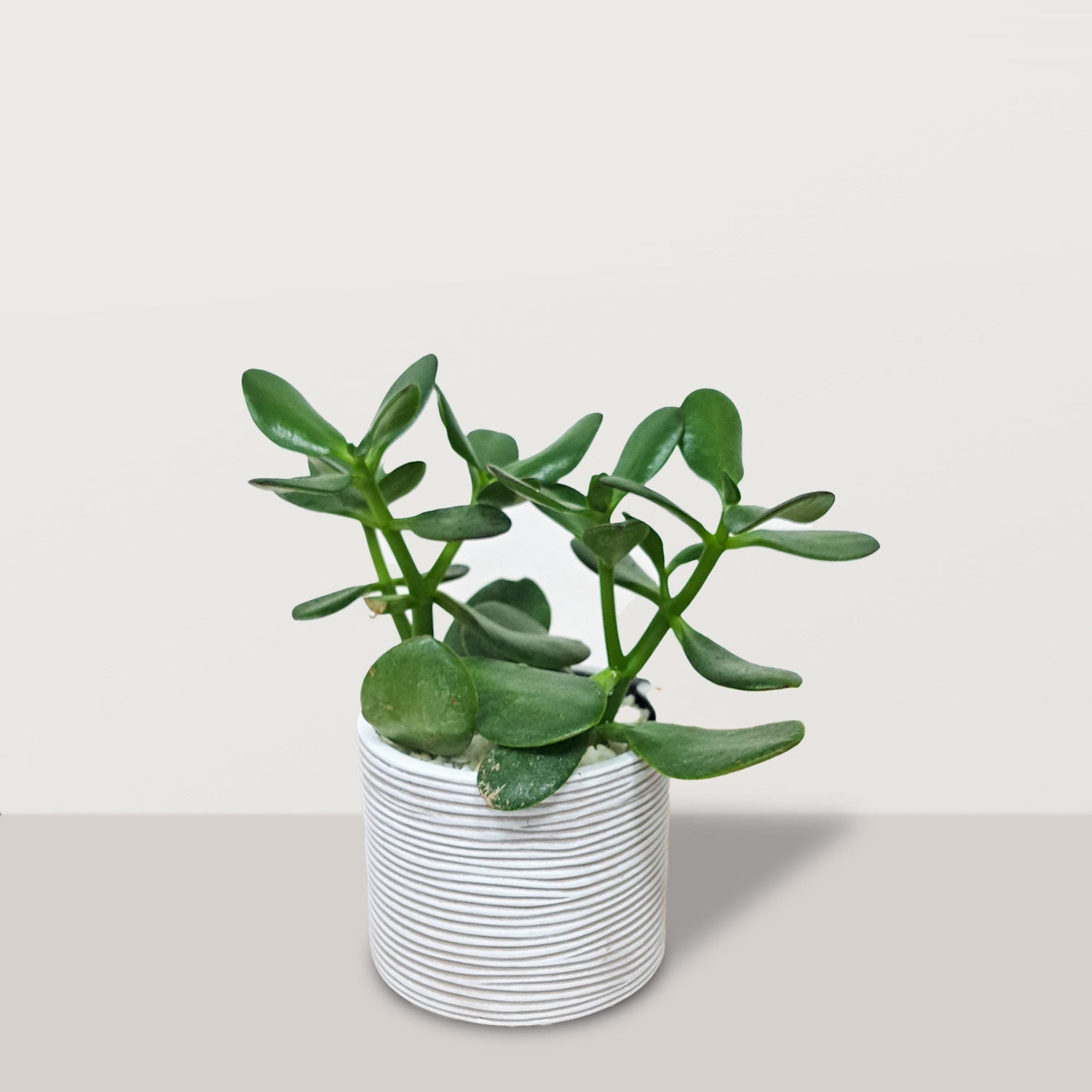 Crassula ovata with Capi Pot - Bostan Al Jazeera