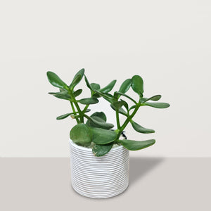 Crassula ovata with Capi Pot - Bostan Al Jazeera