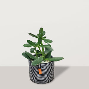 Crassula ovata with Capi Pot - Bostan Al Jazeera