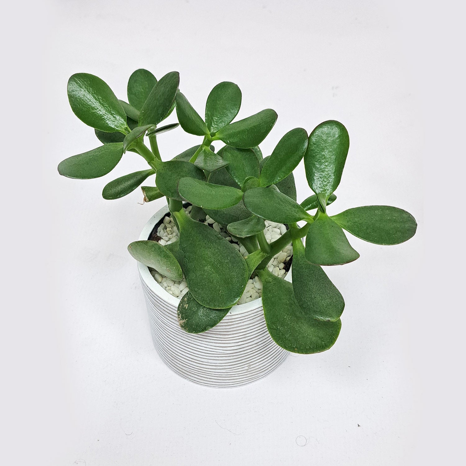 Crassula ovata with Capi Pot - Bostan Al Jazeera