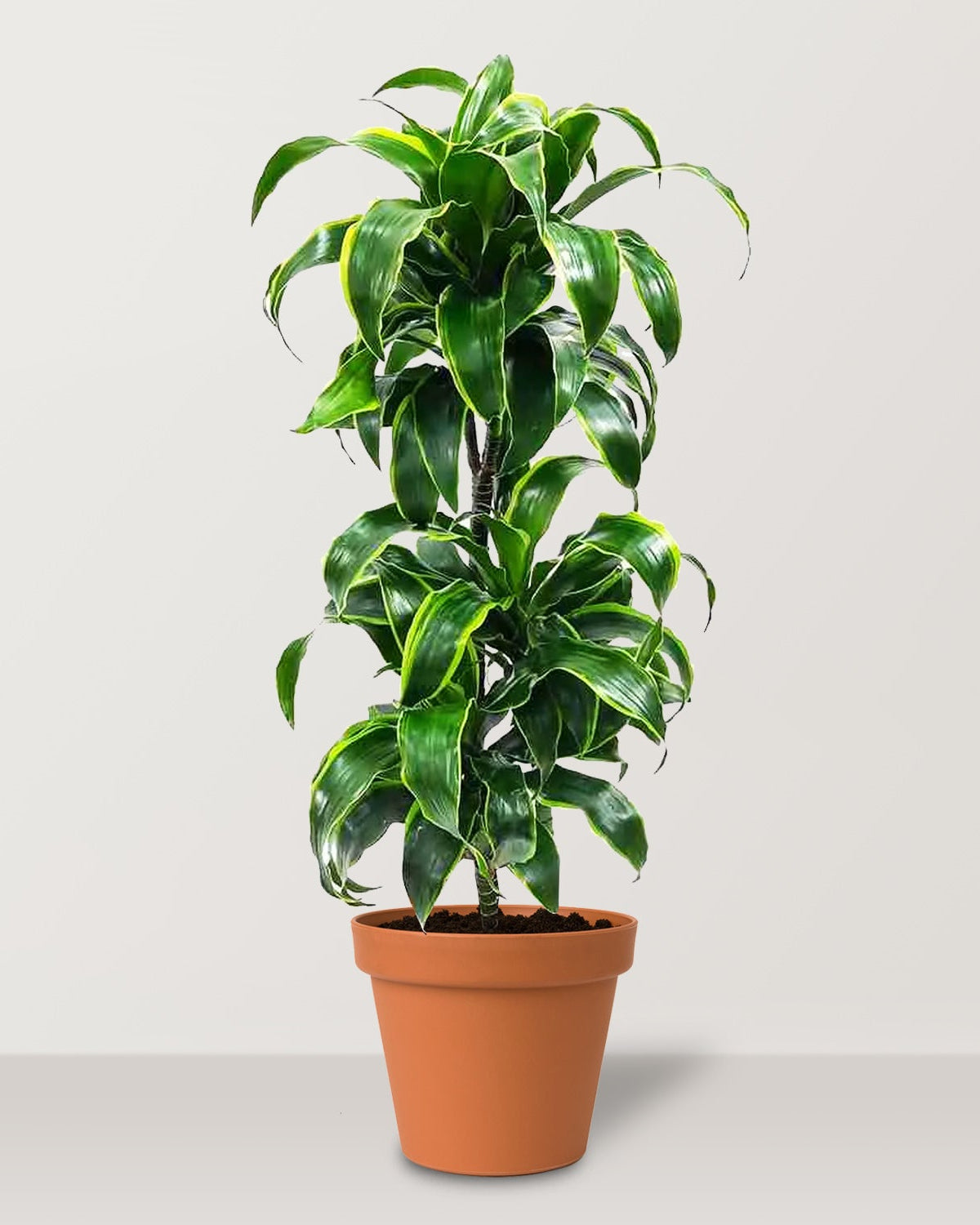 Dorado Dracaena (Dracaena fragrans) - Bostan Al Jazeera