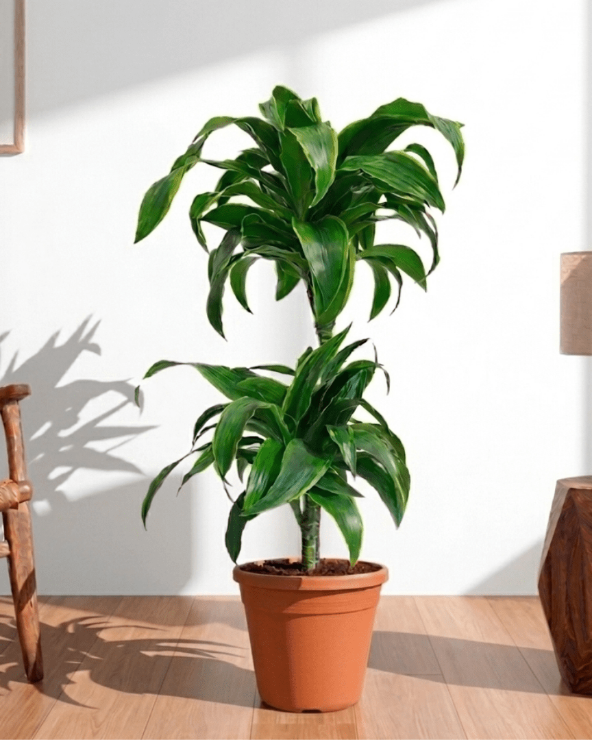 Dorado Dracaena (Dracaena fragrans) - Bostan