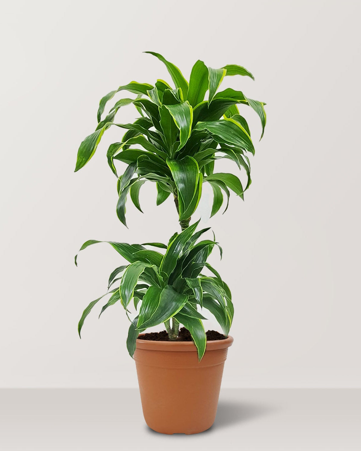 Dorado Dracaena (Dracaena fragrans) - Bostan Al Jazeera