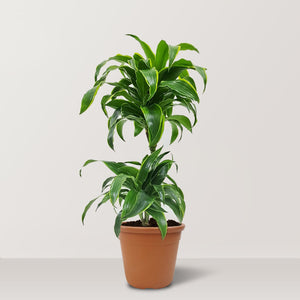 Dorado Dracaena (Dracaena fragrans) - Bostan Al Jazeera